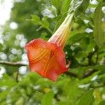 Brugmansia sanguinea Floro