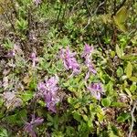 Rhododendron canadense Çiçek