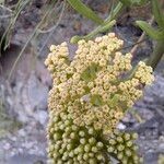 Crithmum maritimumFlor