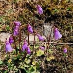 Soldanella pusilla 整株植物