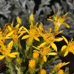 Ericameria ericoides Flower