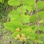 Hypericum androsaemumFruit