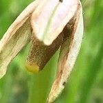 Ophrys scolopax Fruit