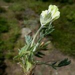 Oxytropis campestris Blad