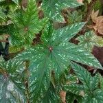 Begonia acerifolia