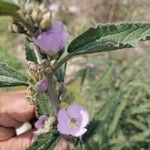 Sphaeralcea angustifolia Flor
