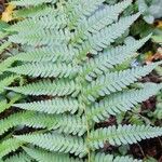 Dryopteris filix-mas Feuille