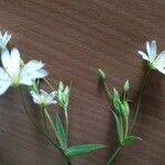 Stellaria holosteaফুল