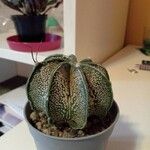 Astrophytum capricorne Leht