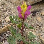 Lupinus stiversii 花