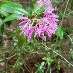 Fuchsia paniculata Flor