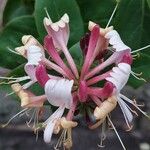 Lonicera caprifolium Цветок