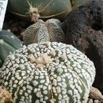 Astrophytum asterias Fuelha