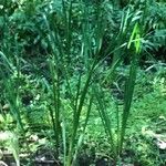 Acorus calamus Blad