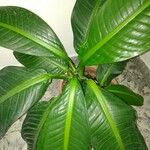 Dieffenbachia nitidipetiolataBlad