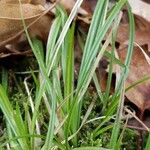 Carex flacca Blatt