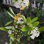 Pyracantha coccineaFlor