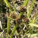 Cyperus difformis Fruto