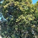 Ligustrum lucidum عادت داشتن