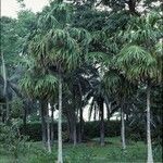 Thrinax excelsa Hábito