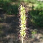 Setaria viridis Flower