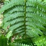 Osmundastrum cinnamomeum Leaf