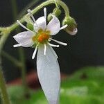 Saxifraga stolonifera Λουλούδι