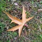 Acer truncatum Leaf