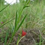 Lathyrus sphaericus Лист