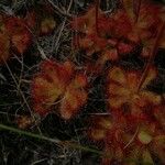 Drosera brevifolia Flor