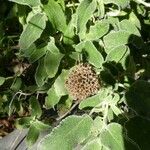 Phlomis fruticosa Fulla