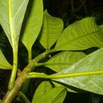 Chrysochlamys allenii Leaf