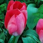 Tulipa agenensis Λουλούδι