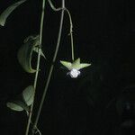 Cynanchum blandum Flower