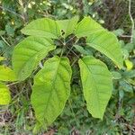 Schefflera morototoni Folla
