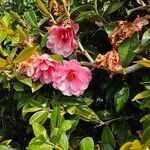 Camellia japonica Συνήθη χαρακτηριστικά