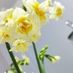 Narcissus tazettaFlower