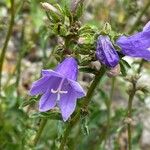 Campanula sibirica ᱵᱟᱦᱟ