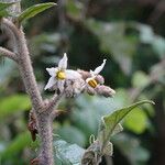 Solanum agnewiorum പുഷ്പം