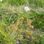 Oenanthe lachenalii Fruchs