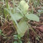 Ficus fistulosa Leaf