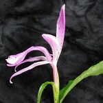 Roscoea purpurea Агульны выгляд