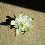 Passiflora foetida Blomst