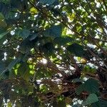 Ficus auriculata Muu