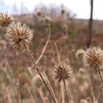 Dipsacus pilosus Frucht