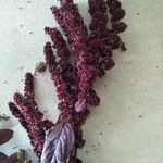 Amaranthus hybridus Flor