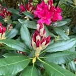 Rhododendron japonicum Flower