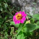 Zinnia elegansফুল