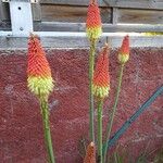 Kniphofia uvariaFlor