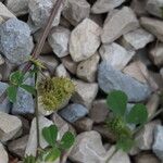 Medicago praecox Frucht